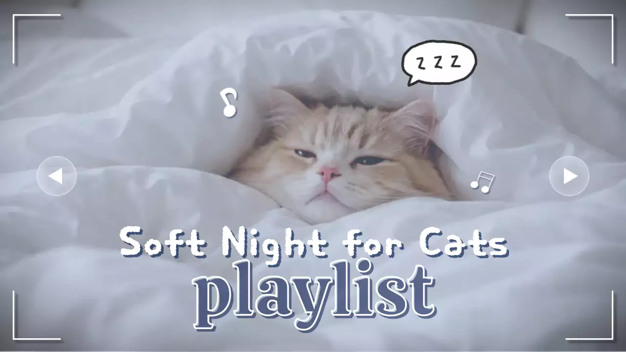 흰색 깔끔한 반려동물 음악 홍보