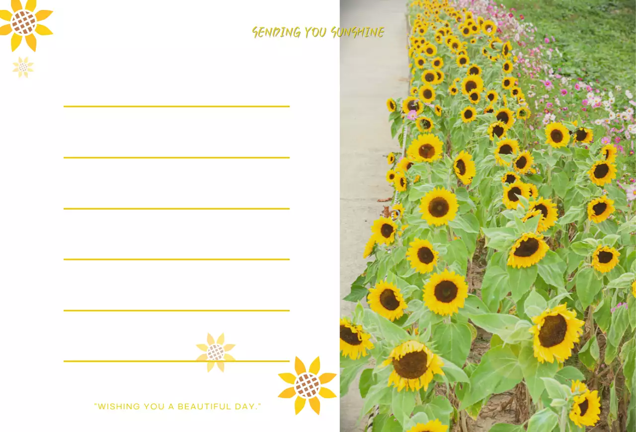 노란 해바라기 밭 엽서