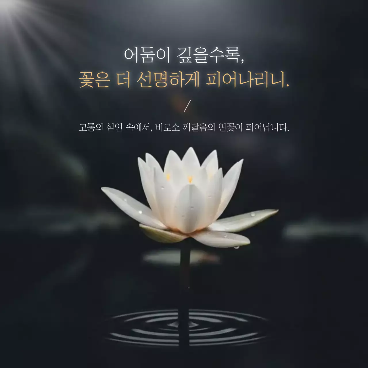 흰색 깔끔 연꽃 명언