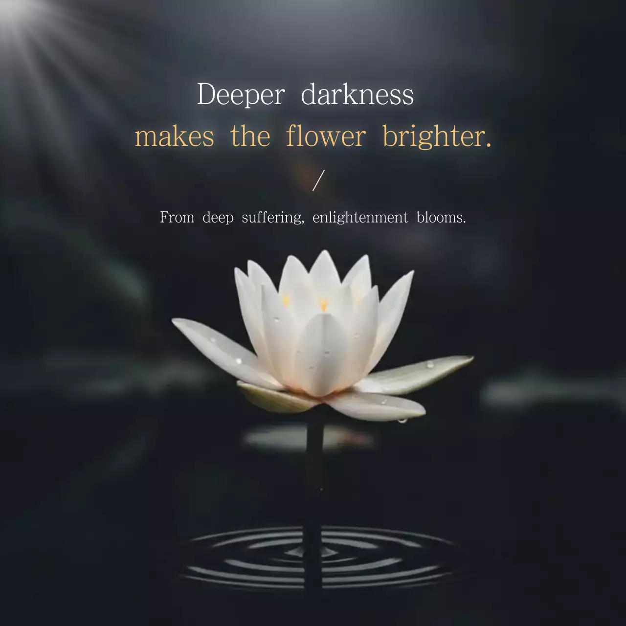 kutipan bunga lotus putih yang rapi