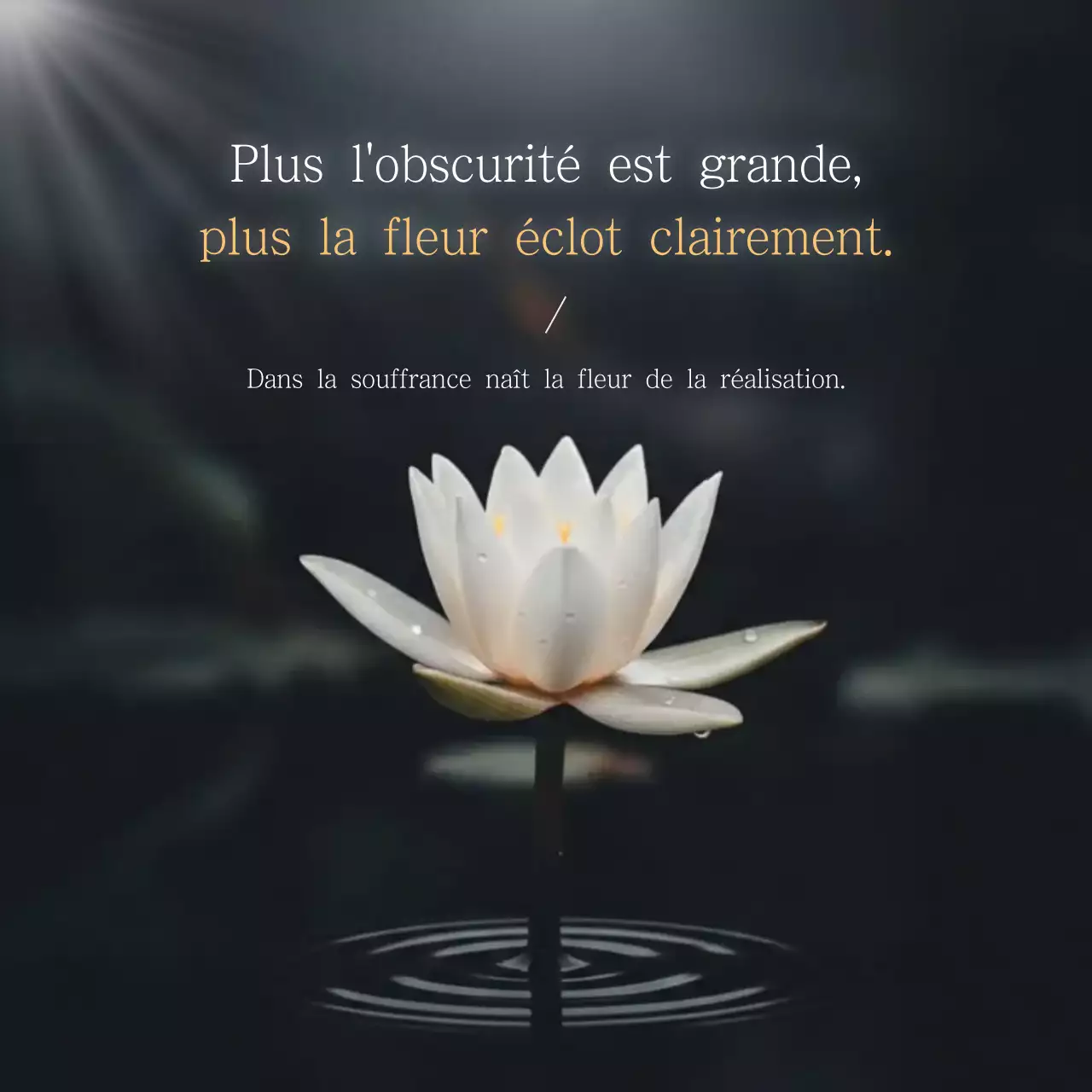 citations sur la fleur de lotus blanche et soignée