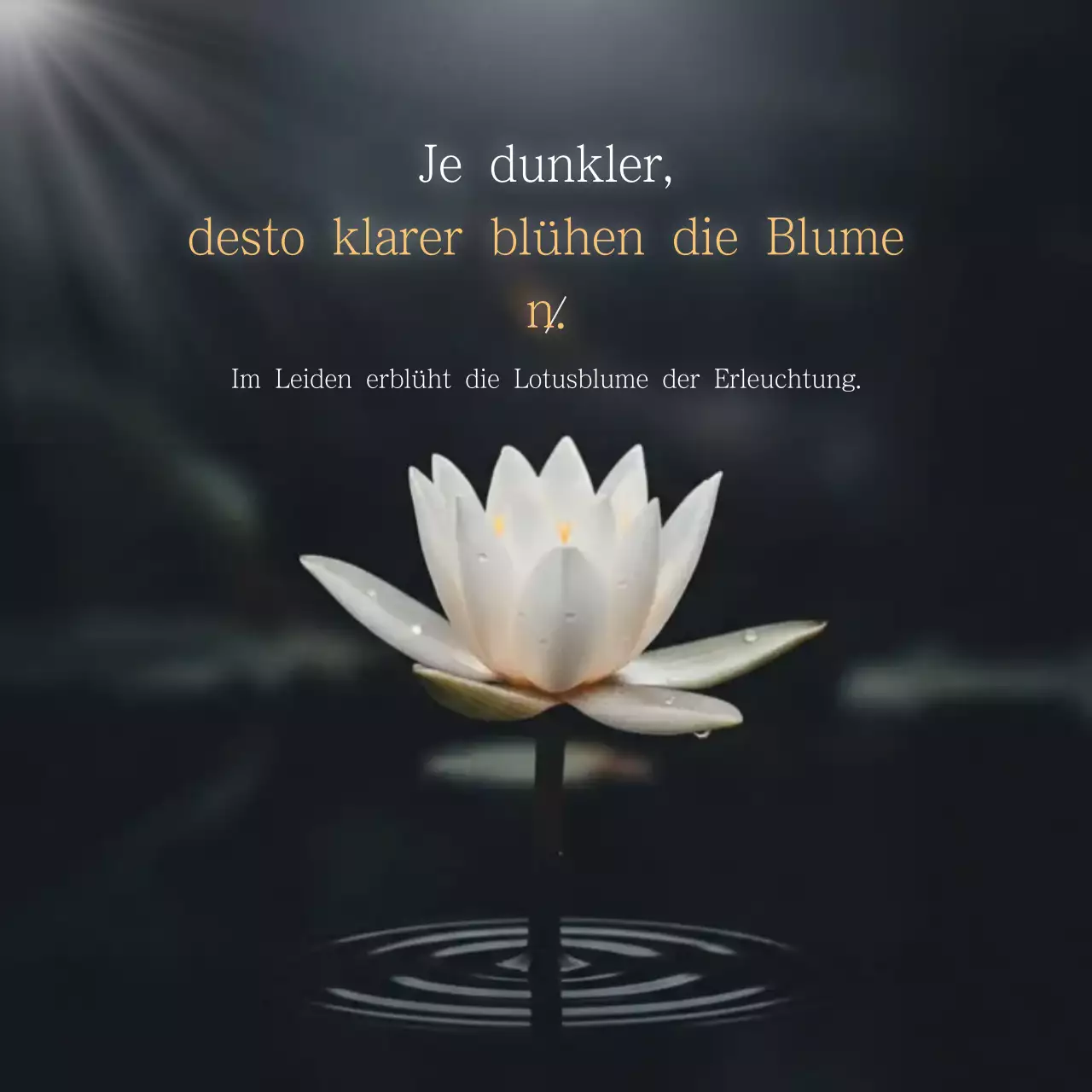 Zitate über weiße, gepflegte Lotusblumen