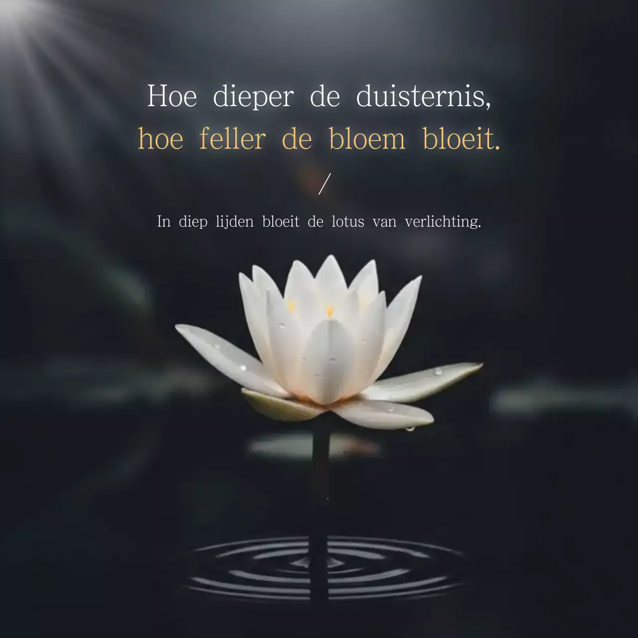 Witte, nette lotusbloem citaten