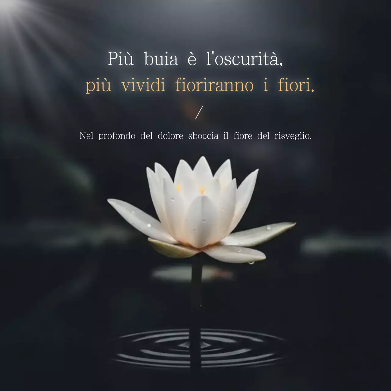 Citazioni sul fiore di loto bianco e pulito