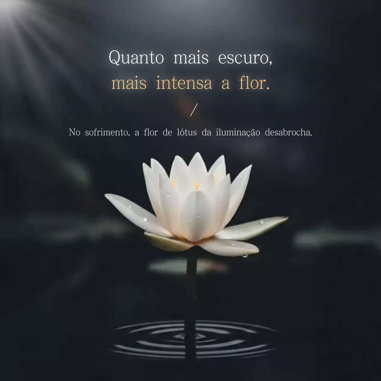 citações sobre a flor de lótus branca e delicada