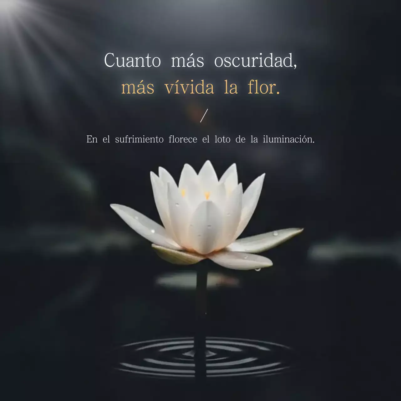 Citas sobre flores de loto blancas y limpias