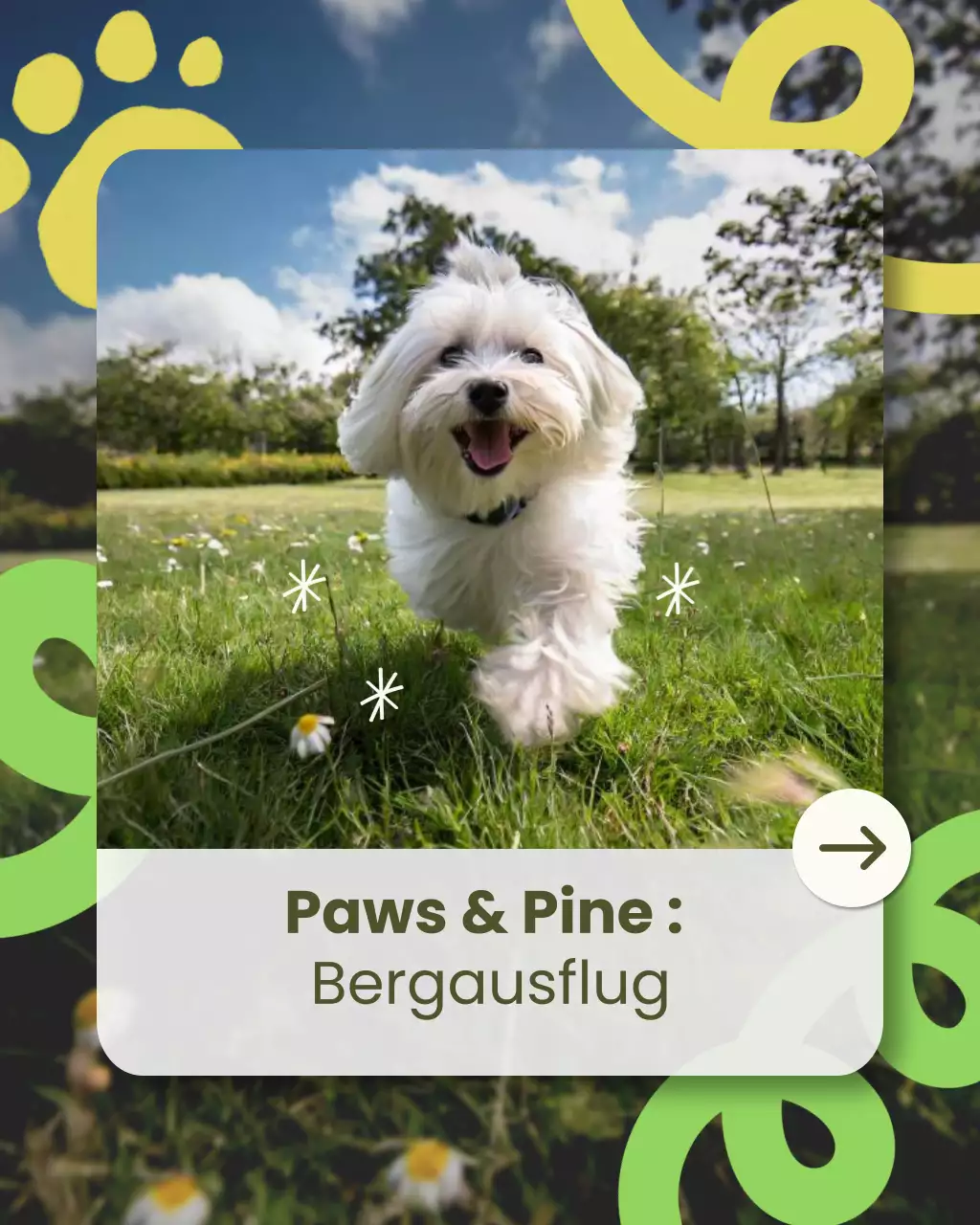 Green Playful Pet Travel-Werbung auf Instagram