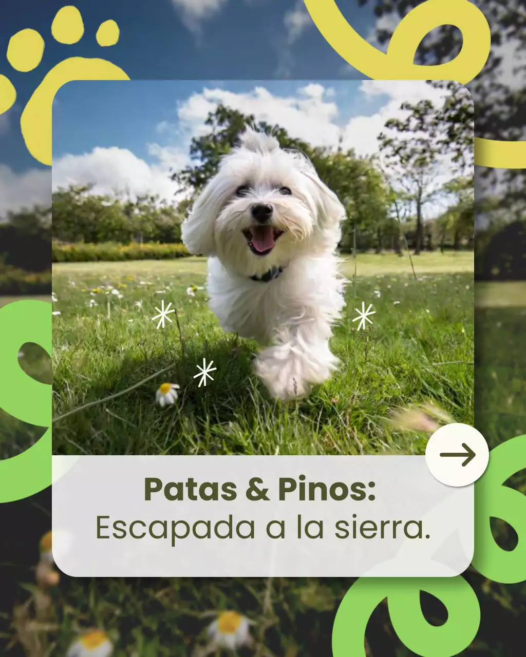 Publicación de Instagram de un anuncio de viajes para mascotas juguetonas y ecológicas