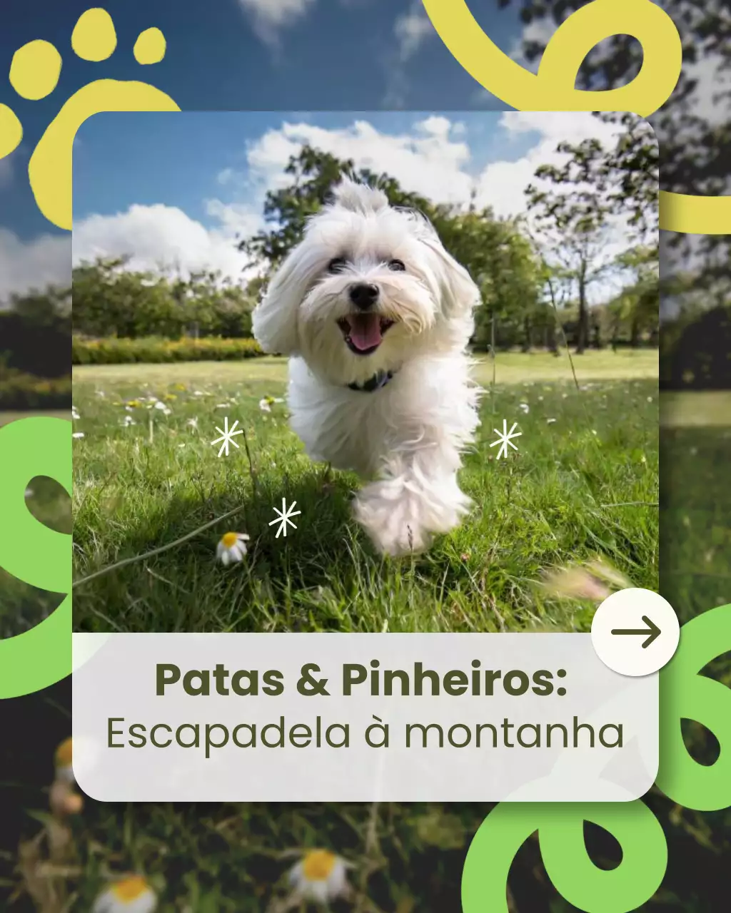 Publicação no Instagram sobre viagem com animais de estimação brincalhões e verdes