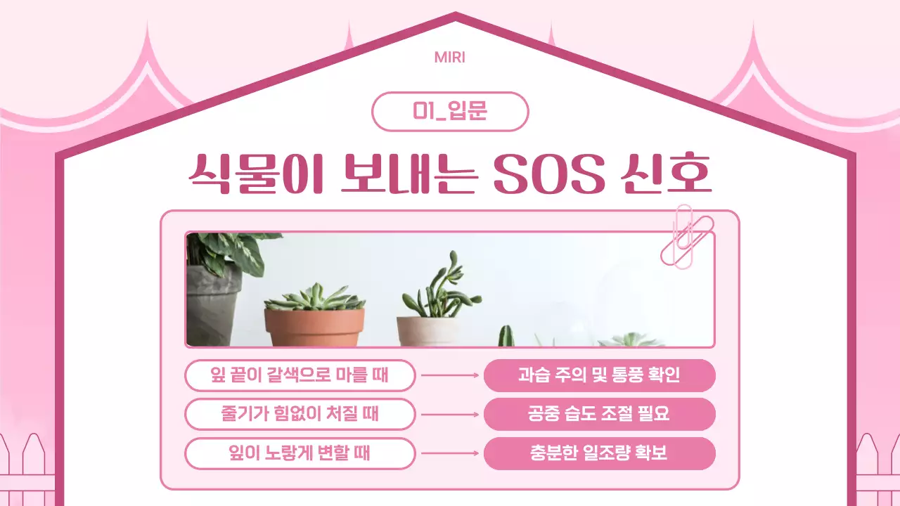 핑크 아기자기한 반려식물 안내