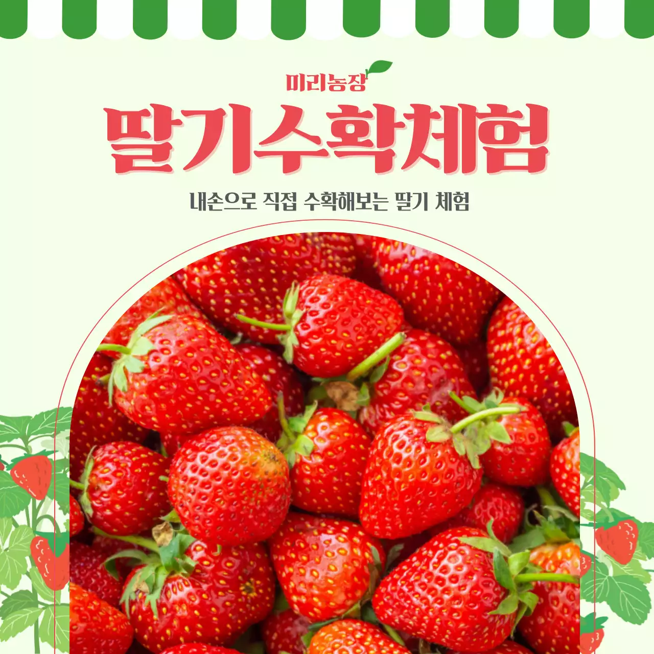 빨강 심플 딸기수확체험 이벤트 안내