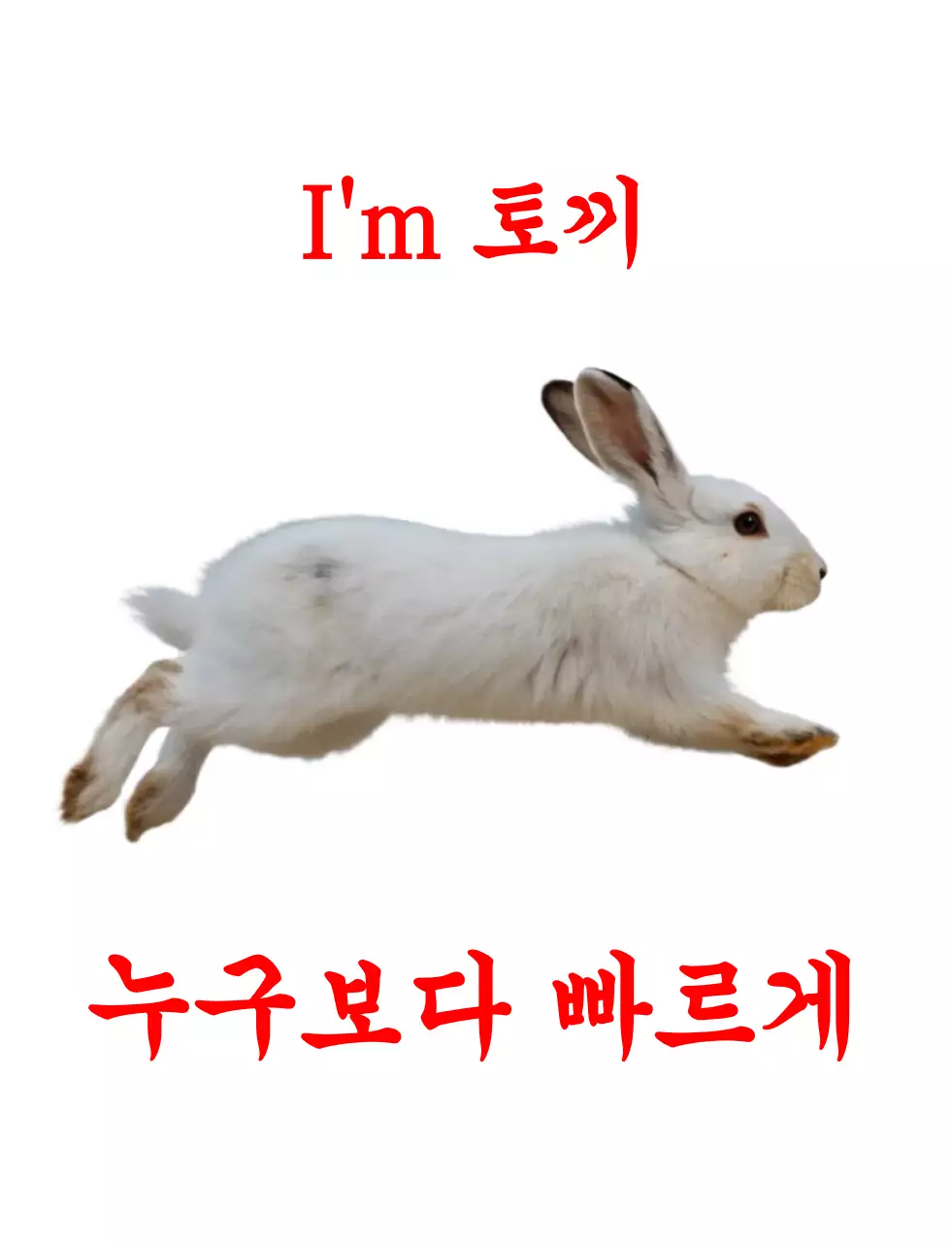 흰색 심플 동물 토끼 홍보