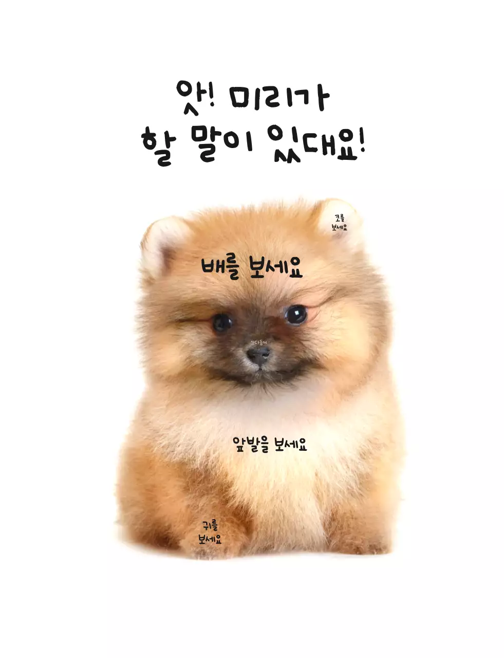 갈색 심플 강아지 포토프레임