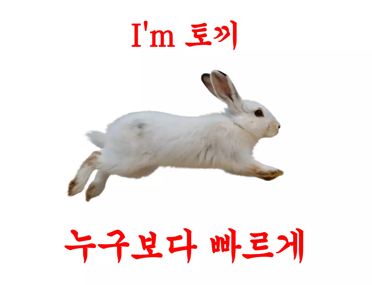 흰색 심플 동물 토끼 홍보