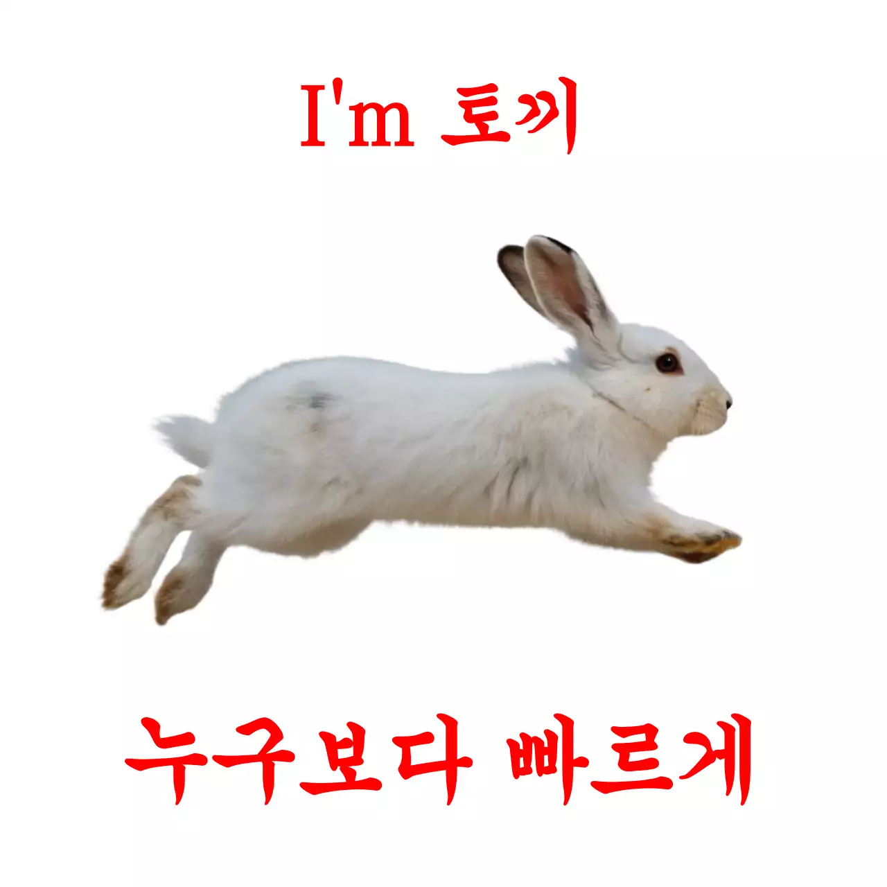 흰색 심플 동물 토끼 홍보